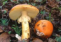 Amanite des Césars. Cliquer pour agrandir l'image. Amanite des Césars. Cliquer pour agrandir l'image.