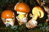Amanite des Césars. Cliquer pour agrandir l'image.
