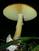 Amanite des Césars. Cliquer pour agrandir l'image.
