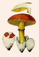 Amanite des Césars. Cliquer pour agrandir l'image. Amanite des Césars. Cliquer pour agrandir l'image.