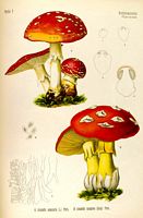 Amanite des Césars. Dessin d'identification. Cliquer pour agrandir l'image.