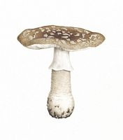 Amanite épaisse. Dessin. Cliquer pour agrandir l'image.