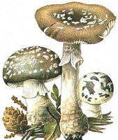 Amanite épaisse. Dessin. Cliquer pour agrandir l'image.