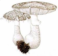 Amanite épaisse. Dessin. Cliquer pour agrandir l'image.