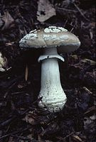 Amanite épaisse. Cliquer pour agrandir l'image.