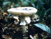 Amanite épaisse. Cliquer pour agrandir l'image.
