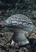 Amanite épaisse. Cliquer pour agrandir l'image.