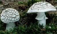 Amanite épaisse. Cliquer pour agrandir l'image.