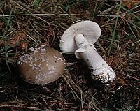 Amanite épaisse. Cliquer pour agrandir l'image.
