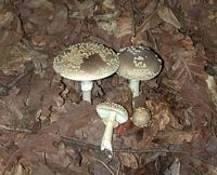 Amanite épaisse. Cliquer pour agrandir l'image.