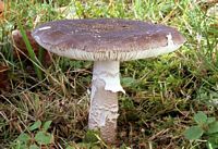 Amanite épaisse. Cliquer pour agrandir l'image.