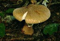 Amanite épaisse. Cliquer pour agrandir l'image.
