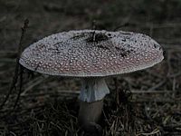 Amanite épaisse. Cliquer pour agrandir l'image.