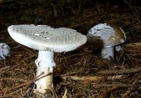 Amanite épaisse. Cliquer pour agrandir l'image.