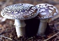 Amanite épaisse. Cliquer pour agrandir l'image.