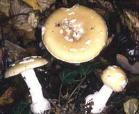 Amanite jonquille. Cliquer pour agrandir l'image.
