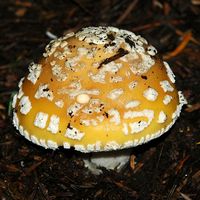 Amanite jonquille. Les Goules. Cliquer pour agrandir l'image.