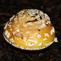 Amanite jonquille. Les Goules. Cliquer pour agrandir l'image.