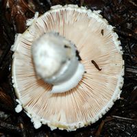 Amanite jonquille. Lamelles. les Goules. Cliquer pour agrandir l'image.