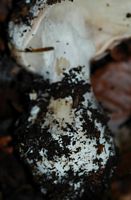 Amanite jonquille. Pied. Ceyssat. Cliquer pour agrandir l'image.