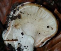 Amanite jonquille. Hyménophore. Ceyssat. Cliquer pour agrandir l'image.