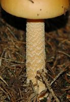 Amanite jonquille. Cheires de Côme. Cliquer pour agrandir l'image.