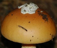 Amanite jonquille. Marge. Cheires de Côme. Cliquer pour agrandir l'image.