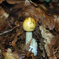 Amanite jonquille. Chanat. Cliquer pour agrandir l'image.