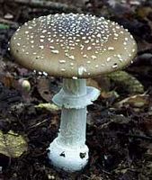 Amanite panthère. Cliquer pour agrandir l'image.