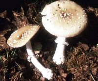 Amanite panthère. Cliquer pour agrandir l'image.