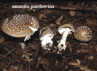 Amanite panthère. Cliquer pour agrandir l'image.