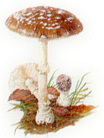 Amanite panthère. Dessin. Cliquer pour agrandir l'image.