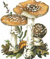 Amanite panthère. Dessin. Cliquer pour agrandir l'image.