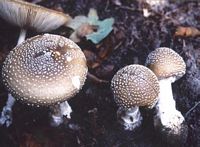 Amanite panthère. Cliquer pour agrandir l'image.