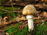 Amanite panthère. Cliquer pour agrandir l'image.