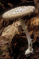 Amanite panthère. Cliquer pour agrandir l'image.