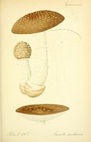 Amanite panthère. Planche d'identification Thomé 136c. Cliquer pour agrandir l'image.