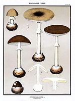 Amanite phalloïde. Dessin d'identification. Cliquer pour agrandir l'image.