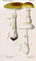 Amanite phalloïde. Dessin de Rolland. Cliquer pour agrandir l'image.