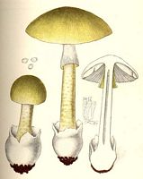 Amanite phalloïde. Dessin. Cliquer pour agrandir l'image.