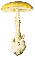Amanite phalloïde. Dessin. Cliquer pour agrandir l'image.