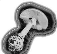 Amanite phalloïde. Cliquer pour agrandir l'image.