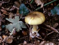 Amanite phalloïde. Cliquer pour agrandir l'image.