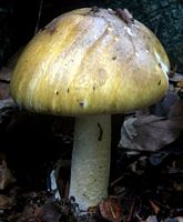Amanite phalloïde. Cliquer pour agrandir l'image.