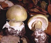 Amanite phalloïde. Cliquer pour agrandir l'image.