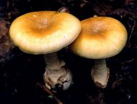Amanite phalloïde. Cliquer pour agrandir l'image.