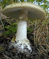 Amanite phalloïde. Vue de côté. Cliquer pour agrandir l'image.