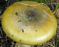Amanite phalloïde. Chapeau. Cliquer pour agrandir l'image.