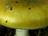 Amanite phalloïde. Marge. Cliquer pour agrandir l'image.