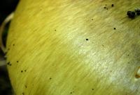 Amanite phalloïde. Surface. Cliquer pour agrandir l'image.